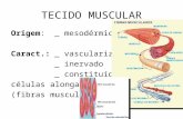 TECIDO MUSCULAR Origem:_ mesodérmica Caract.:_ vascularizado _ inervado _ constituído de células alongadas (fibras musculares)