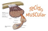 Tecido Muscular O músculo é o tecido de maior massa no corpo humano. Há três tipos de tecido muscular: o voluntário (ou esquelético/estriado), o involuntário.