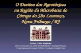 O Destino dos Agrotóxicos na Região da Microbacia do Córrego do São Lourenço, Nova Friburgo / RJ JOSINO COSTA MOREIRA Centro de Estudos da Saúde do Trabalhador.