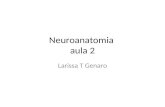 Neuroanatomia aula 2 Larissa T Genaro. Programação.