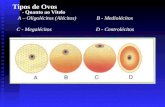 Tipos de Ovos - Quanto ao Vitelo A â€“ Oligol©citos (Al©citos)B - Mediol©citos C - Megal©citosD - Centrol©citos