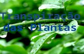 As plantas verdes captam a energia solar e utilizam-na no processo da fotossíntese que transforma, por meio de reações químicas, a água, o dióxido.