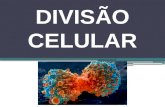 DIVISÃO CELULAR.  A divisão celular se divide em dois processos:  Divisão nuclear – ocorre primeiramente a replicação do material genético (DNA)  Divisão.