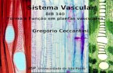 USP Universidade de São Paulo BIB 140 Forma e Função em plantas vasculares Sistema Vascular Gregório Ceccantini.