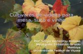 Cultivares de videira para mesa, suco e vinho Prof. Sérgio Yoshimitsu Motoike Mestrando: Sebastián Giraldo Montoya Universidade Federal de Viçosa.