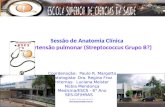 Sessão de Anatomia Clínica Hipertensão pulmonar (Streptococcus Grupo B?) Brasília, 25 de maio de 2011  Coordenação: Paulo R. Margotto.