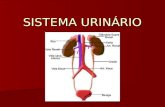 SISTEMA URINÁRIO. CARACTERÍSTICAS Formado pelos rins, ureteres, bexiga e uretra Formado pelos rins, ureteres, bexiga e uretra Funções: Funções: filtraçao.
