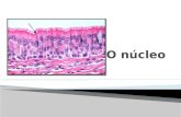 Intervalo entre duas divisões consecutivas  Estruturas ◦ Membrana nuclear (carioteca) ◦ Nucleoplasma ◦ Nucléolo ◦ Cromatina.