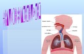 Sistema Respiratório Funções Gerais: Absorção de oxigênio. Eliminação de dióxido de carbono. Ciências Sistemas humanos.