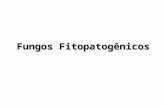 FungosFitopatogênicos Fungos Fitopatogênicos. Os fungos (Fungi) constituem um vasto grupo de organismos heterotróficos como um reino do Domínio Eukaryota.