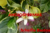 ANGIOSPERMAS Scheilla Bastos. A palavra angiosperma vem do grego angeios, que significa 'bolsa', e sperma, 'semente'. Representam o grupo mais variado.