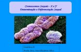 Cromossomos Sexuais - X e Y Determinação e Diferenciação Sexual Genética II Profa. Dra. Ana Elizabete Silva.