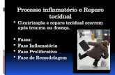 Processo inflamatório e Reparo tecidual  Cicatrização e reparo tecidual ocorrem após trauma ou doença.  Fases:  Fase Inflamatória  Fase Proliferativa.