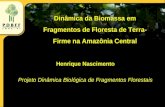 Dinâmica da Biomassa em Fragmentos de Floresta de Terra- Firme na Amazônia Central Henrique Nascimento Projeto Dinâmica Biológica de Fragmentos Florestais.