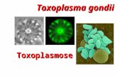Toxoplasma gondii Toxoplasmose. 1.Descrito na França, em 1908, por Nicolle & Manceaux, em um roedor africano: Ctenodactylus gondi 2.Na mesma época, em.