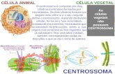 CENTROSSOMA CÉLULA ANIMALCÉLULA VEGETAL O centrossoma é composto por dois cilindros (centríolos) formados por microtúbulos. Os dois cilindros formam um.