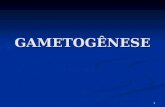 1 GAMETOGÊNESE. 2 GAMETOGÊNESE Processo de formação e desenvolvimento das células germinativas especializadas – OS GAMETAS. Processo de formação e desenvolvimento.