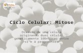 Ciclo Celular: Mitose Divisão de uma célula originando duas células geneticamente idênticas entre si e à progenitora Prof. Ana Rita Rainho.