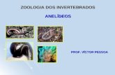 ZOOLOGIA DOS INVERTEBRADOS ANELÍDEOS PROF. VÍCTOR PESSOA.