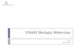 UBAIII Biologia Molecular 1º Ano 2014/2015. 10/out/2013MJC Sumário:  Capítulo IV. Síntese e processamento do RNA ribossomal e de transferência a. Síntese.