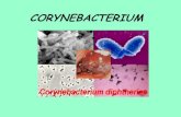 Cory Ne Bacterium