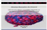 Células MCF-7 como modelo 3D no estudo de câncer de mama humano_MCF-7 cells as a 3d model in the study of human breast cancer