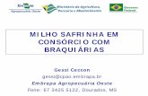 Consorcio milho safrinha_e_braquiaria_resumo
