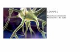Mecanismo das Sinapses