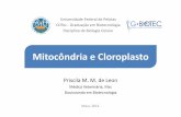 Mitcondria e cloroplasto