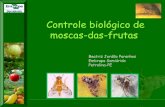 V WSF, Juazeiro –  Beatriz jordão - Controle biológico de moscas-das-frutas