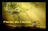 Flores do cactus