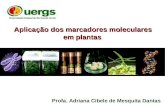 Marcadores moleculares em plantas