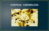 Neuro Corteza  cerebelosa