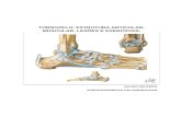O complexo articular do tornozelo