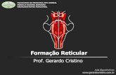 T4 formacao reticular