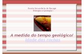 Tempo Geológico/ Fósseis/ Estratigrafia