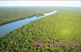 Bioma amazônico