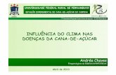 Seminário stab 2013   agrícola - 06. influência do clima nas doenças da cana-de-açúcar - andréa chaves (ridesa)