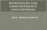3º Ano - Reprodução das gimnospermas e angiospermas