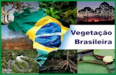 Vegetação Brasileira