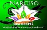 narciso mini hortas