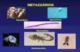primeiras aulas Invertebrados