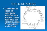 4B-Ciclo d e Krebs