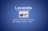 CAMPOS DE LAVANDA NA PROVENCE