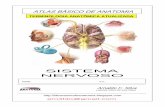 Apostila Anatomia -  Sistema Nervoso