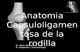 Anatomia capsuloligamentosa rodilla