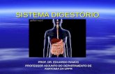ER Sistema Digestório