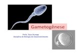 Gametogenese Medicina