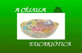 celula eucariotica