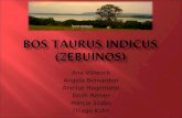 Bos Taurus Indicus (Zebuínos)